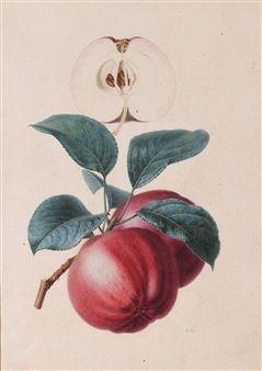 Etude de pomme - Alfred Riocreux
