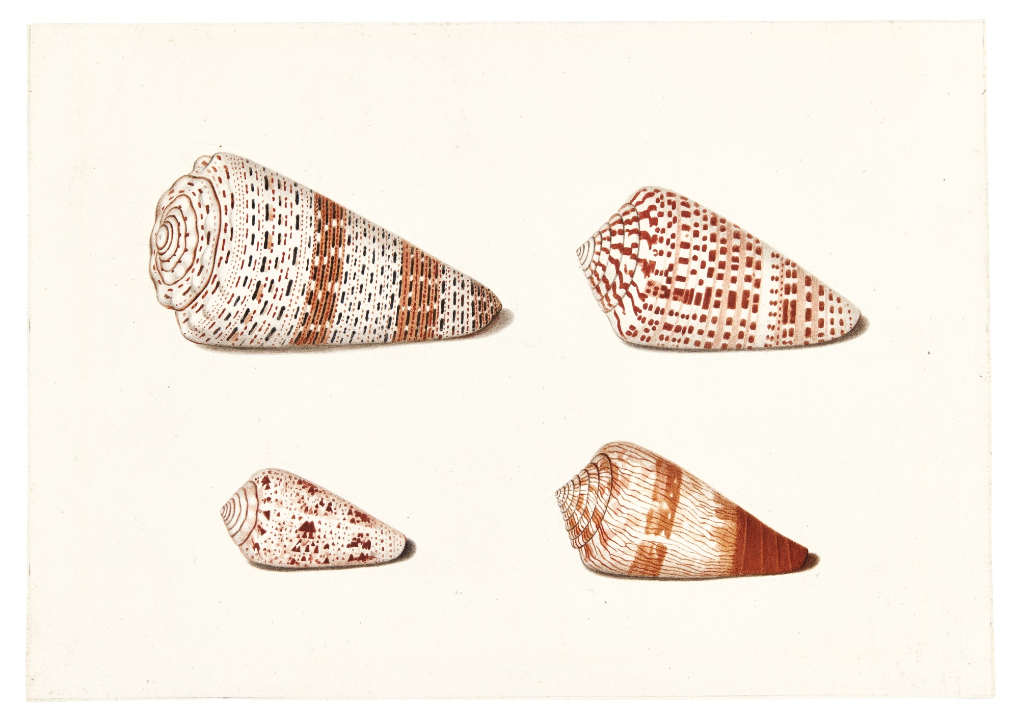 Johann Gustav Hoch | FOUR CONE SHELLS | MutualArt