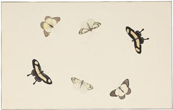 SIX STUDIES OF BUTTERFLIES - Nicolaas Struyk