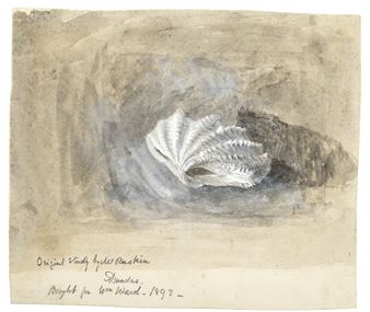 STUDY OF A SHELL - John Ruskin