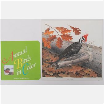 Pleated Woodpecker - Lawrence Hohman