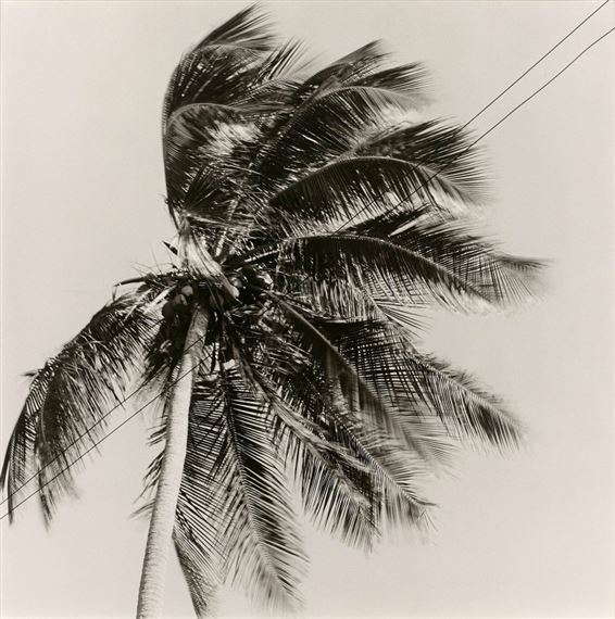 Palm Tree à Puerto Rico