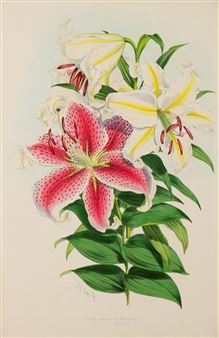 Flowerbomb - Teylers Museum