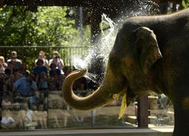 Every Free Day at the Denver Zoo, Museums and Other Cultural Hotspots in 2019