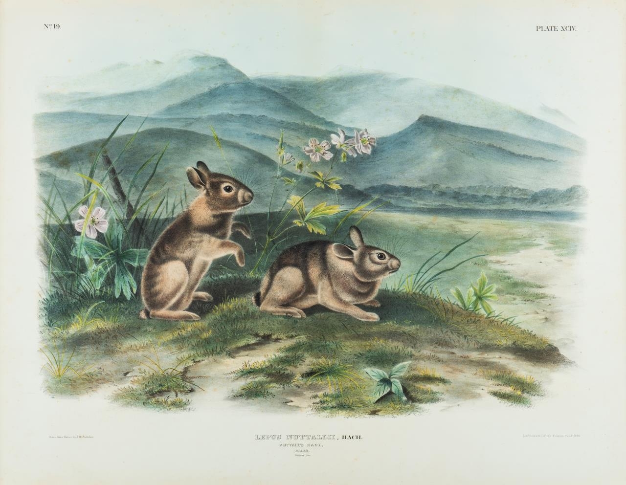 Artwork by John Woodhouse Audubon, Lepus Nuttallii, Bach / Nuttall's Hare, Males, Made of Lithograph