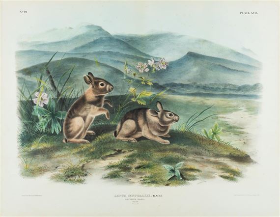 Lepus Nuttallii, Bach / Nuttall's Hare, Males by John Woodhouse Audubon, 1845-1848