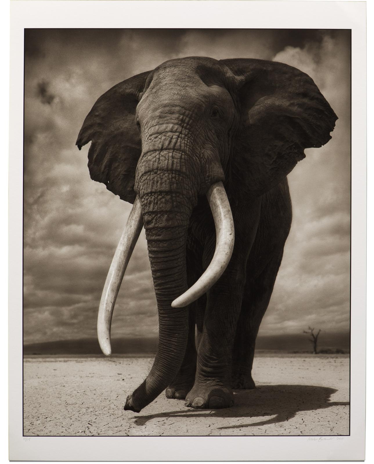 nick-brandt-portrait-of-an-elephant-on-bare-earth-2011-mutualart