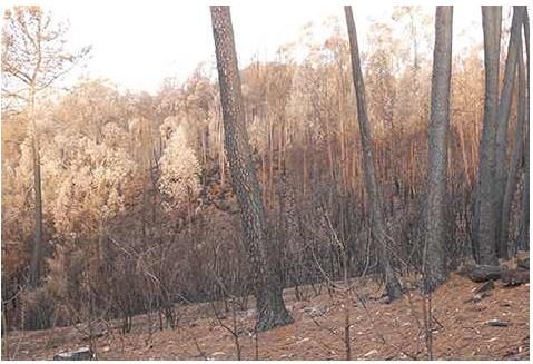 Estel Fonseca - Galerie du Tableau