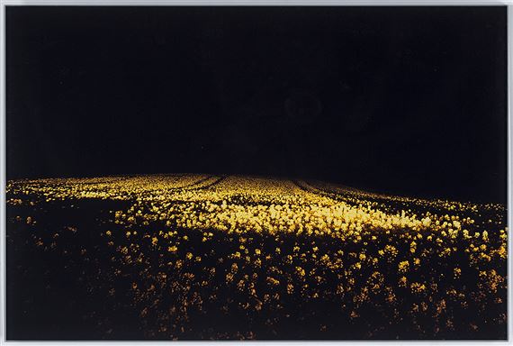 Fields by Daniel Sandberg, 2002