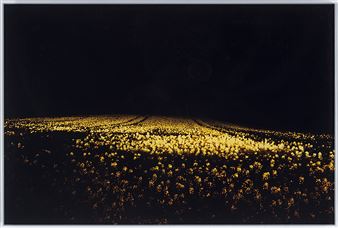 Fields - Daniel Sandberg