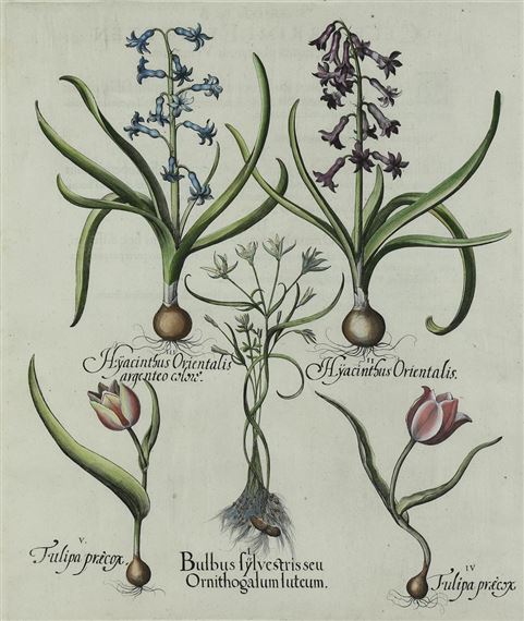 Yellow Star-of-Bethlehem Bulbus Sylvestris seu Ornithogalum Luteum from Hortus Eystettensis by Basilius Besler, 1613