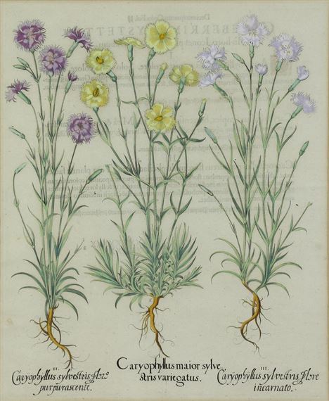 Caryophyllus Maior Sylve Strisvarie Gatus from Hortus Eystettensis by Basilius Besler, 1613
