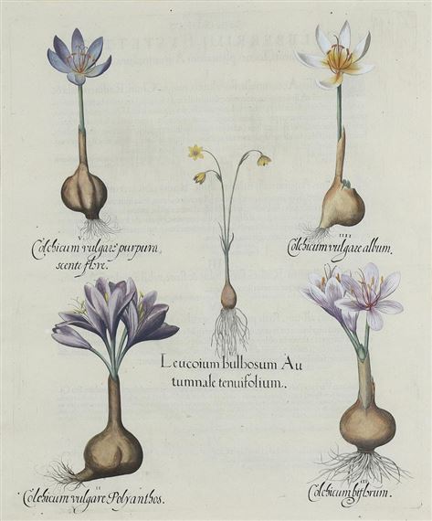Autumn Snowflake and Meadow Saffrons from Hortus Eystettensis by Basilius Besler, 1613