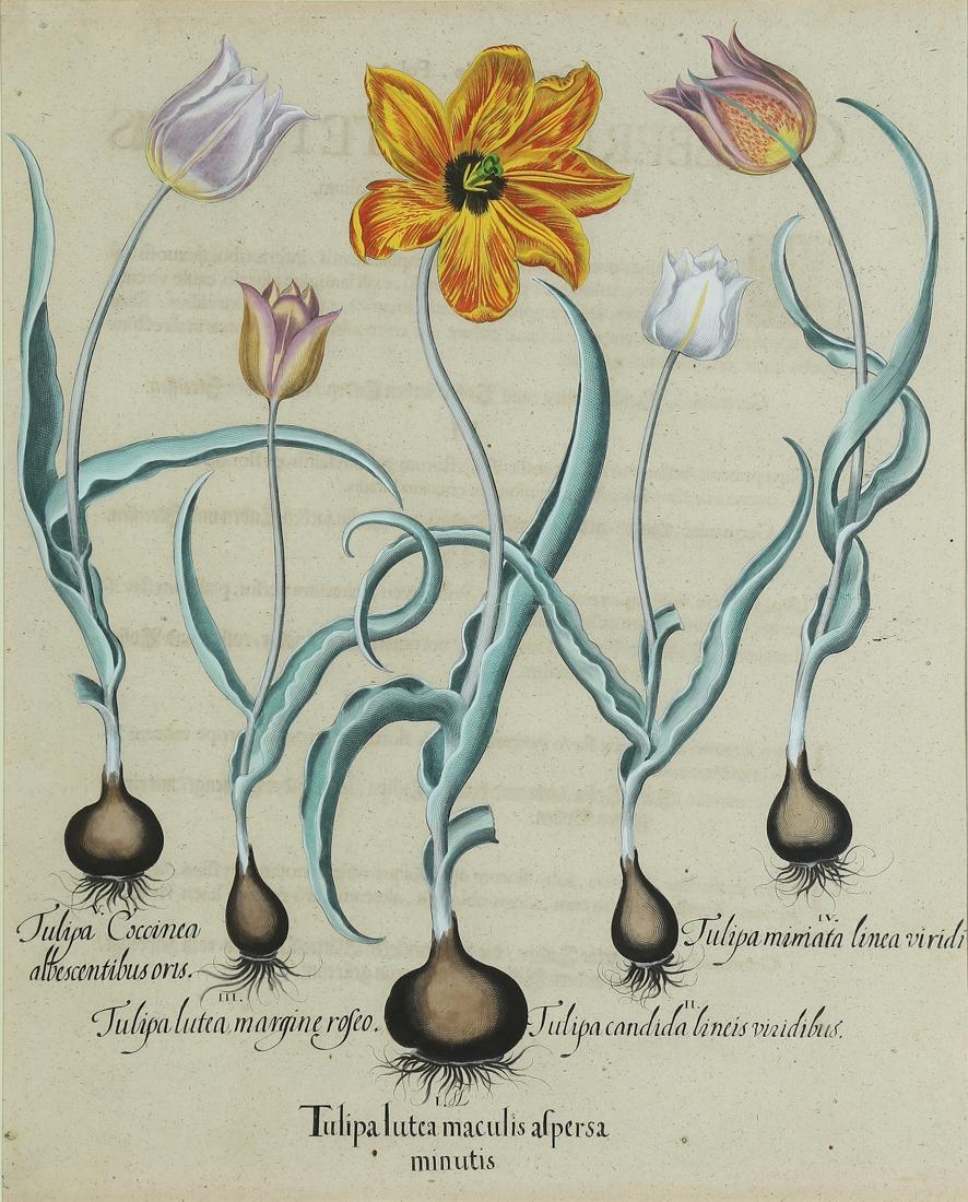 Artwork by Basilius Besler, Tulipa Lutea Maculis Alpersa from Hortus Eystettensis, Made of copper engraving with hand-coloring