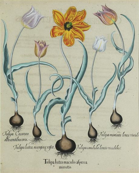 Tulipa Lutea Maculis Alpersa from Hortus Eystettensis by Basilius Besler, 1613