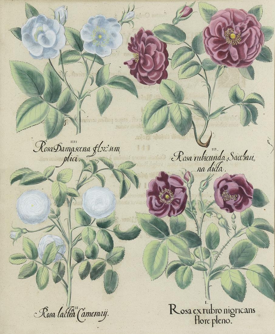 Artwork by Basilius Besler, Rosa ex rubro nigricans from Hortus Eystettensis, Made of copper engraving with hand-coloring
