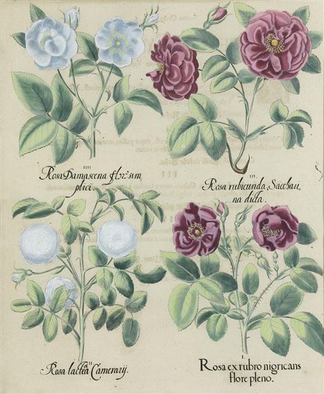 Rosa ex rubro nigricans from Hortus Eystettensis by Basilius Besler, 1613