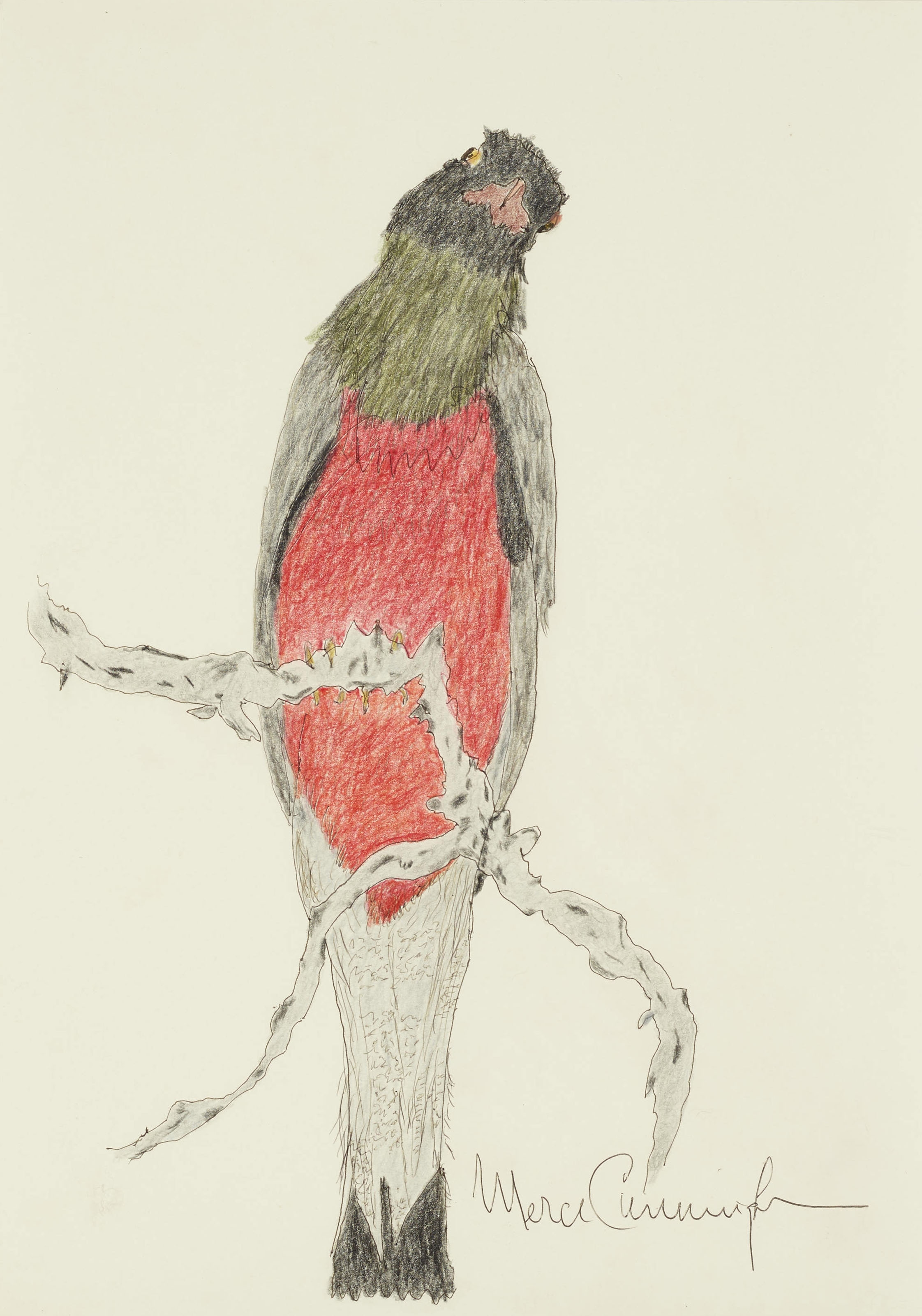 Artwork by Merce Cunningham, Untitled (American Robin), Made of ink and color pencil on paper