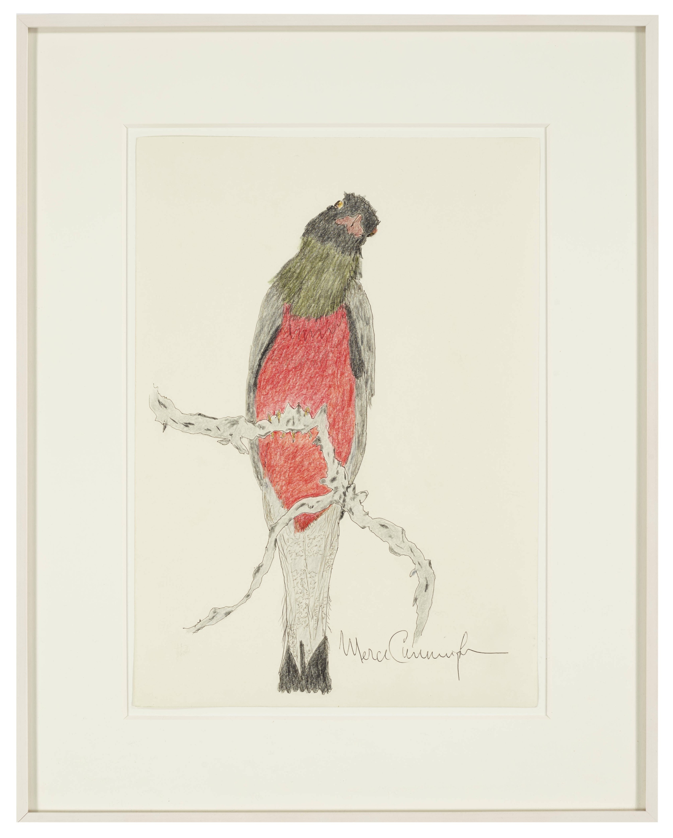 Artwork by Merce Cunningham, Untitled (American Robin), Made of ink and color pencil on paper
