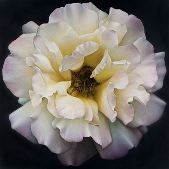 Dennis Wojtkiewicz: Visual Revelations - Rosenthal Fine Art