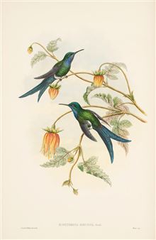 A Monograph of the Trochiliadae, or Family of Humming-Birds. London: Henry Sotheran - Richard Bowdler Sharpe
