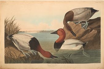 John James Audubon's the Birds of America Returns to View at the North Carolina Museum of Art