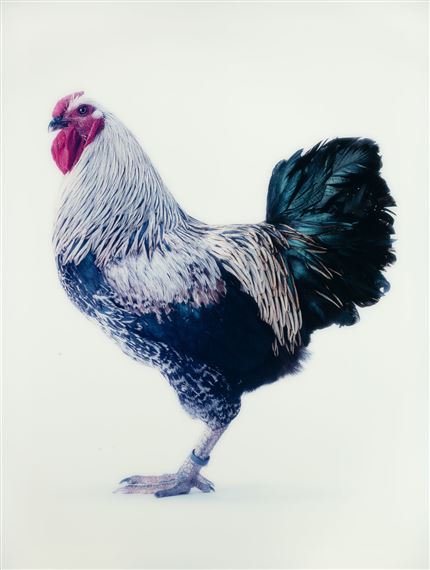 Mechelse Dresdner - CCP02 by Koen Vanmechelen, 2002