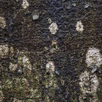 Yelena Popova, Joanna Rajkowska, Jan Eric Visser: What branches grow out of this stony rubbish? - ’éٰԲè