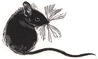 Society of Wood Engravers – 81st Annual Exhibition - Zillah Bell Gallery