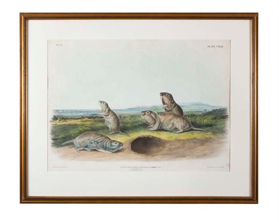 2 Works: 'Pseudostoma Borealis, Rich, MSS. The Camas Rat. Male, Female & Young; Spermophilus Franklinii, Sabine';  'Franklins Marmot Squirrel. Male and Female' by John Woodhouse Audubon, 1846