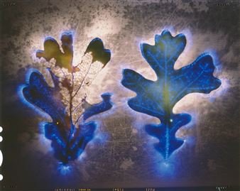 Photographer Robert Buelteman Will Force You to See the Natural Beauty Around Us