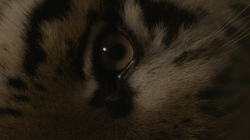 An Opera for Animals - Para Site