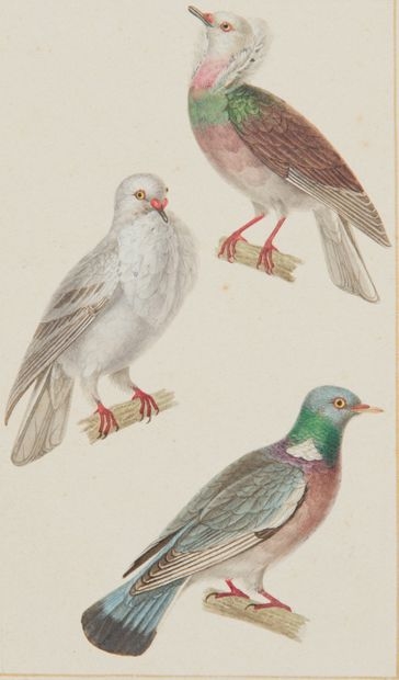 Columba livia domestica Pigeon "Jacobin "