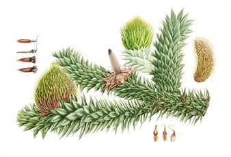 Plants From The Woods And Forests Of Chile - Dawyck Botanic Garden