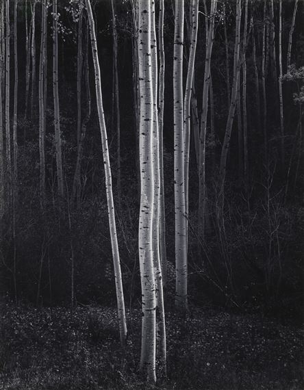 Aspens, Northern New Mexico by Ansel Adams, 1958, printed mid-1960s–1970
