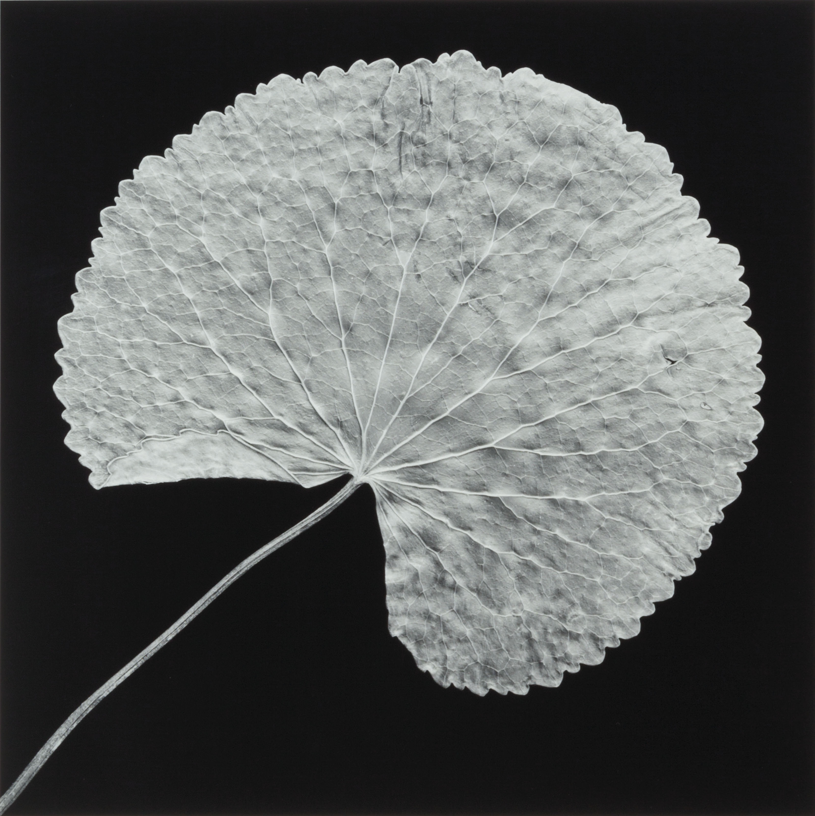 Leaf by Robert Mapplethorpe, 1989