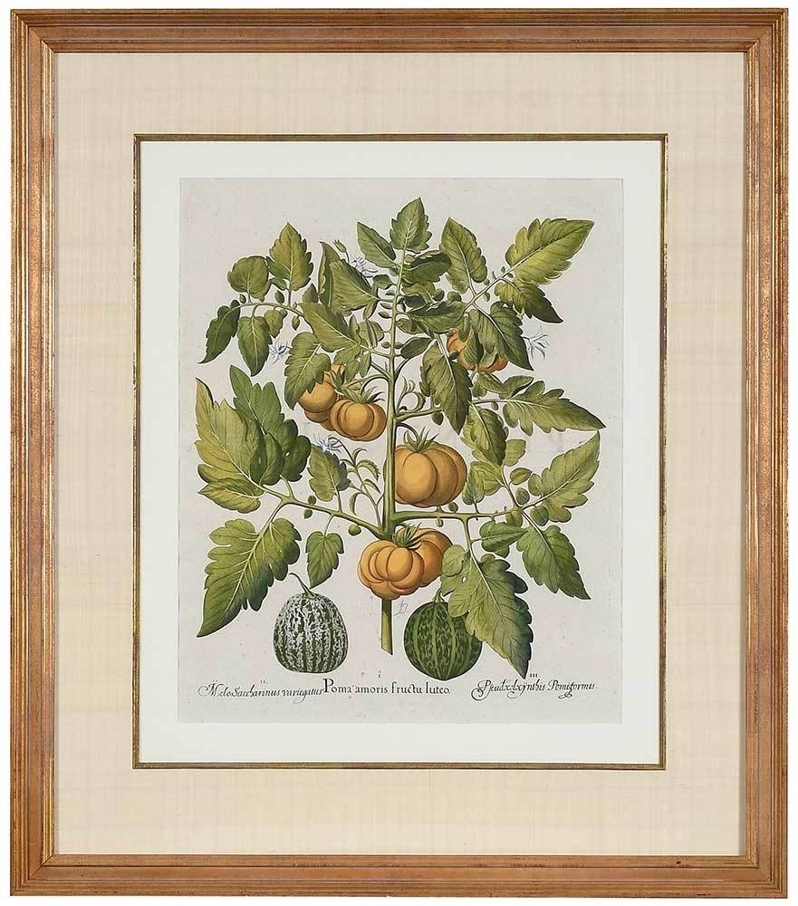 I. Poma amoris fructu luteo (orange-colored tomato), with a (II.) melon and (III.) watermelon by Basilius Besler
