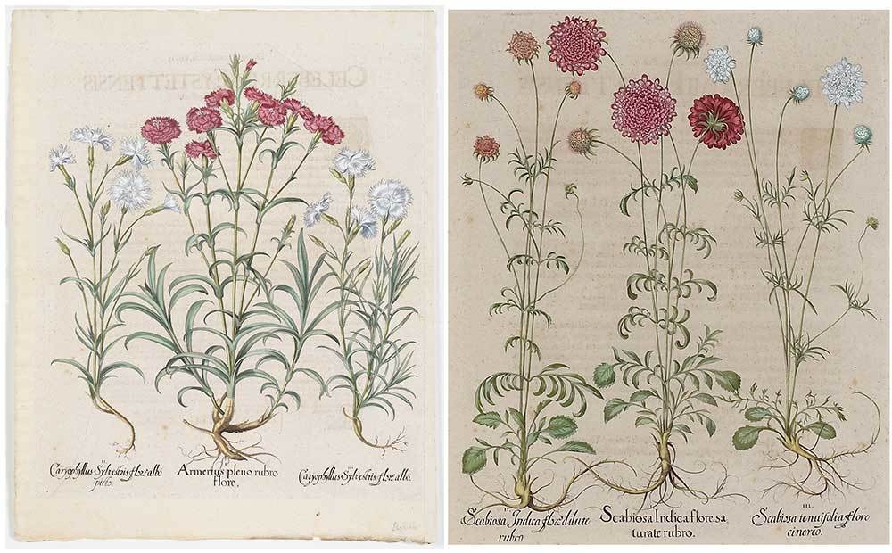2 Works: Armerius pleno rubro flore & Scabiosa Indica floresa turate rubro by Basilius Besler, circa 1750