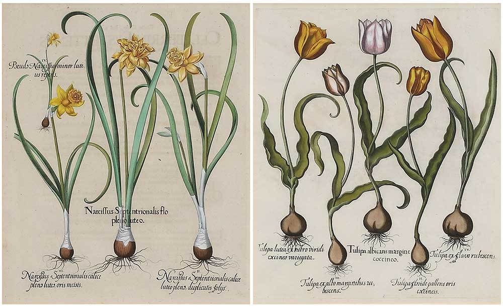 Artwork by Basilius Besler, 2 Works: Narcissus Septentrionalis flo pleno luteo & Tulipa albigans margine coccineo, Made of hand-colored copperplate engravings on fibrous laid paper lacking watermarks