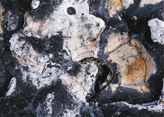 Robert Smith: Portraits of Point Lobos - Viridian Artists Inc.