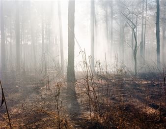Chuck Hemard: The Pines - Southeast Museum of Photography