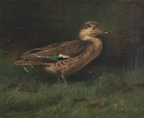 A Teal by Niels Peter Rasmussen, 1907