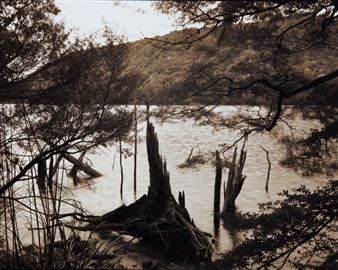 Lake edge, remnant spars, Lake Monowai - Wayne Barrar