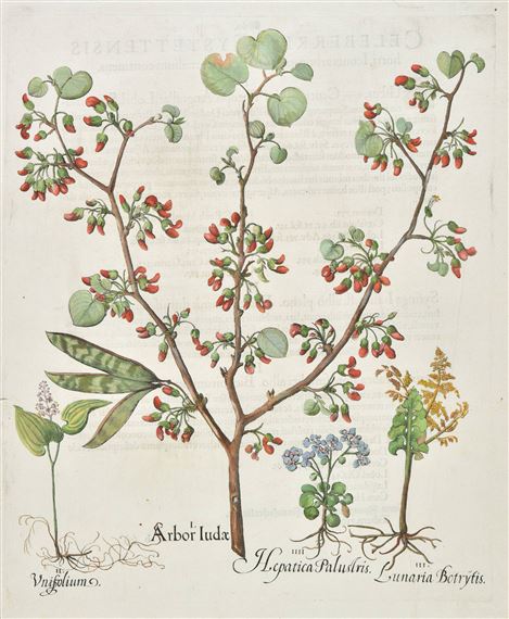 7 works: Arbor Judae, Consolida Saracenica, Absinthium Vulgare (2 copies), Conzyzamedia, Marrubium vulgare [and] Myagrum Hortense Monospermon by Basilius Besler