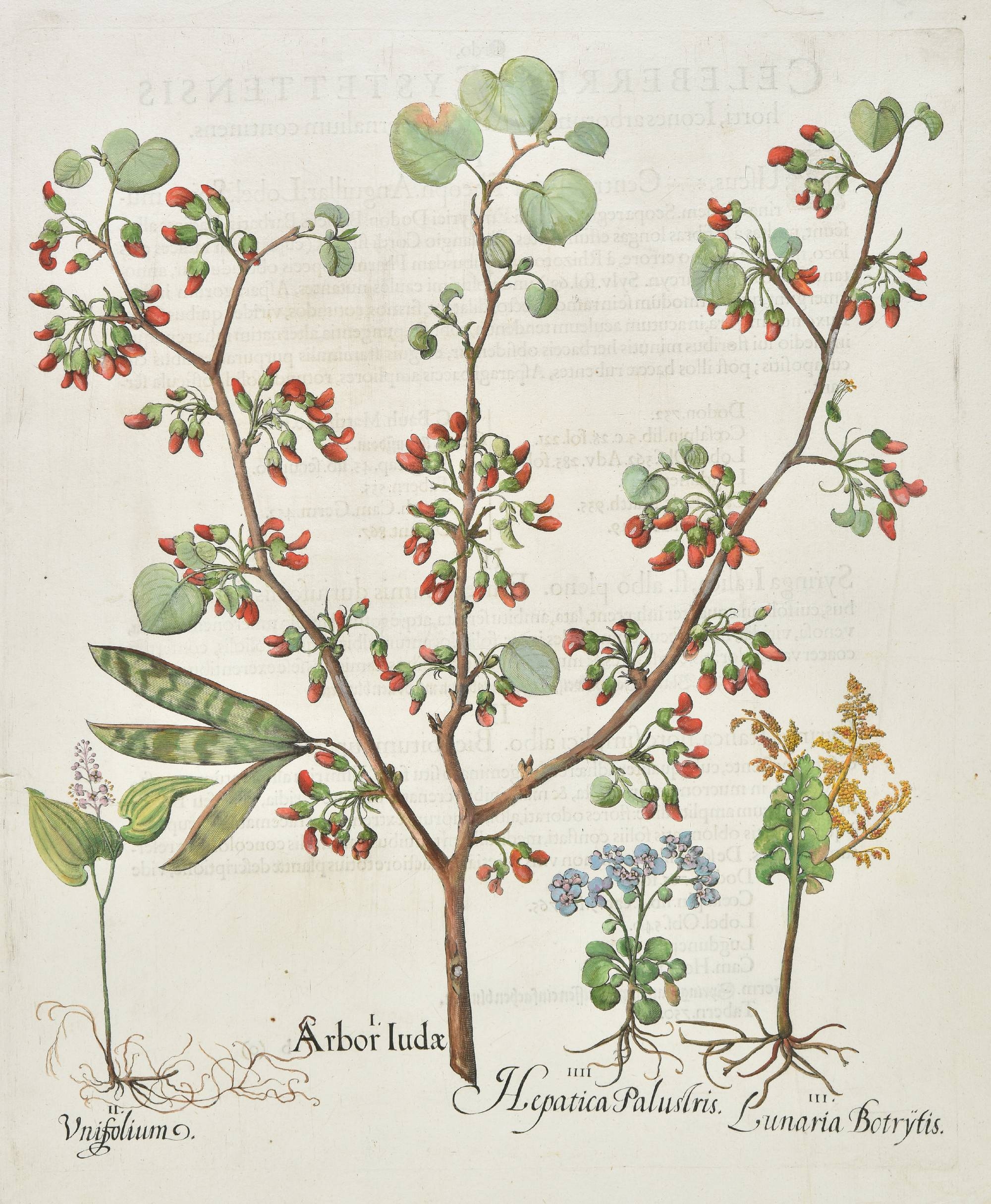 Artwork by Basilius Besler, 7 works: Arbor Judae, Consolida Saracenica, Absinthium Vulgare (2 copies), Conzyzamedia, Marrubium vulgare [and] Myagrum Hortense Monospermon, Made of hand coloured engravings