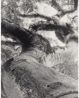 Honduras - Fernando Bengoechea