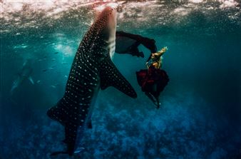 Modell med valhaj - Kristian Smidt