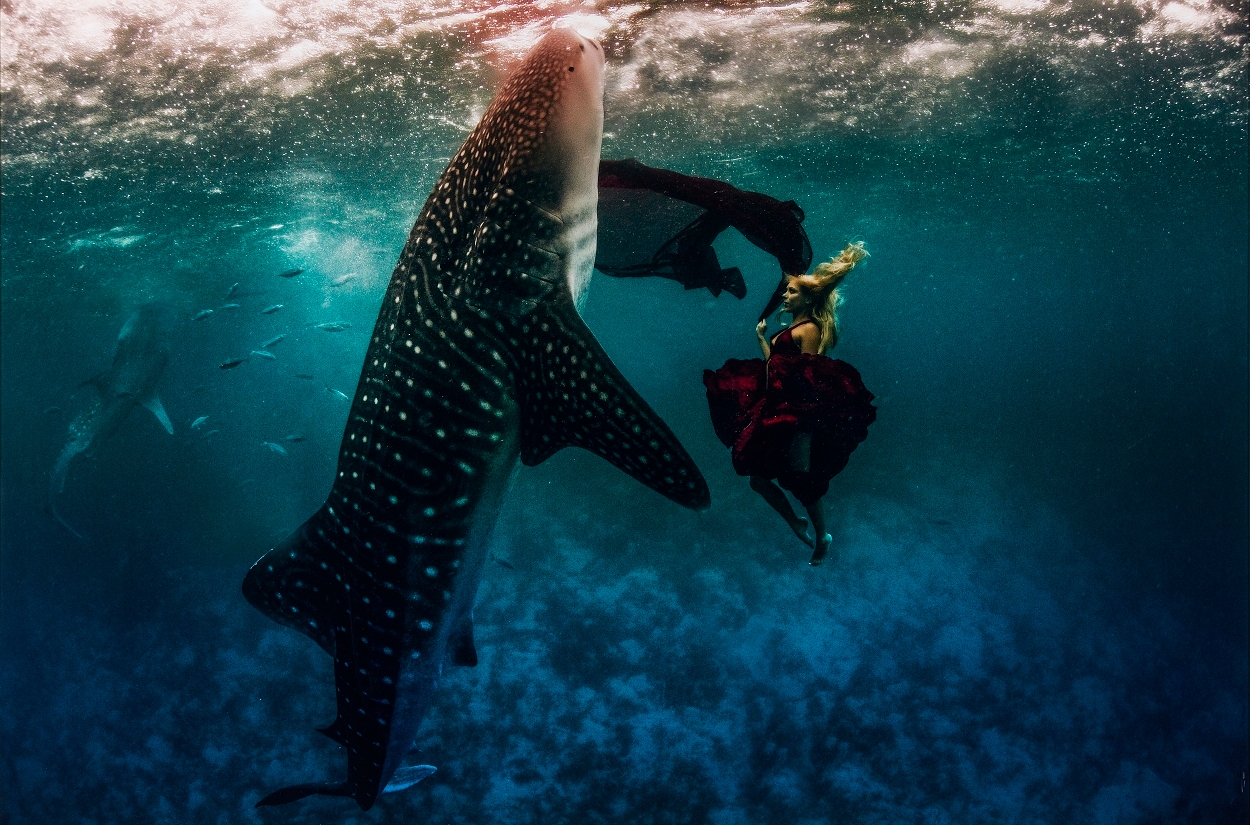 Artwork by Kristian Smidt, Modell med valhaj, Made of C-print on plexi mounted on aluminium