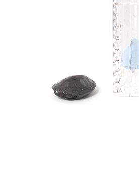 An ebony netsuke of a tortoise - Hasegawa Shigeyoshi