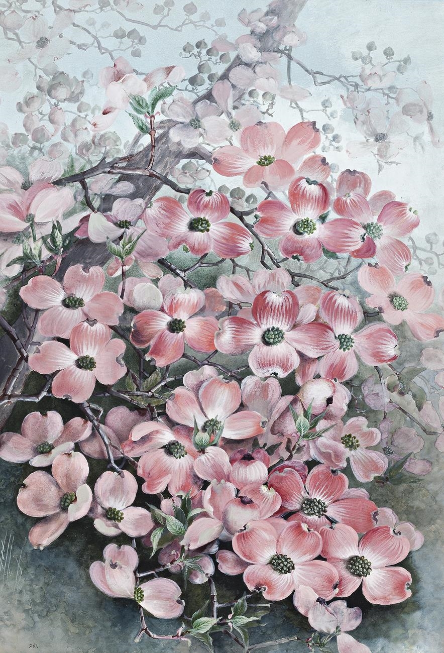 FLOWERING DOGWOOD (CÓRNUS FLÒRIDA) by Marian Ellis Rowan